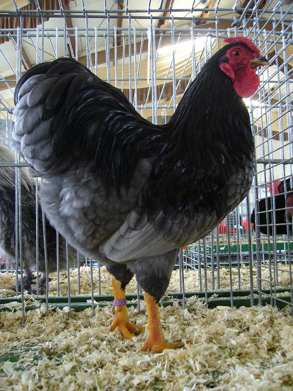 Bezirksschau Luebbecke 276.jpg - Zwerg Wyandotten blau von Sina Lehde Preis HV96 BVJP